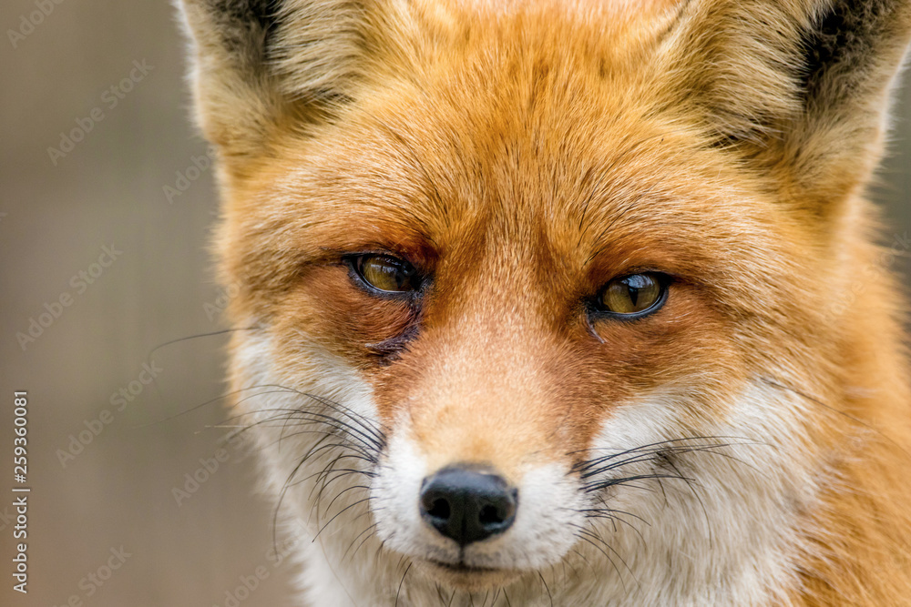 portrait of a wild animal red fox portrait of a wild animal red fox