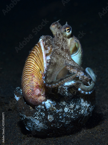 Incredible Underwater World - Coconut octopus - Amphioctopus marginatus. Diving and underwater photography. Tulamben, Bali, Indonesia.
