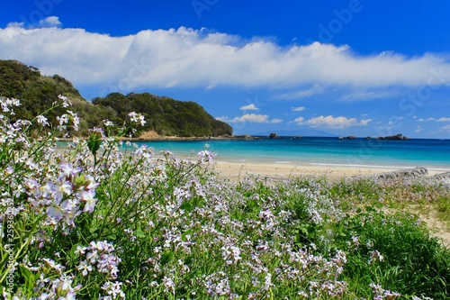 ハマダイコンの花と青い海 © ゆず