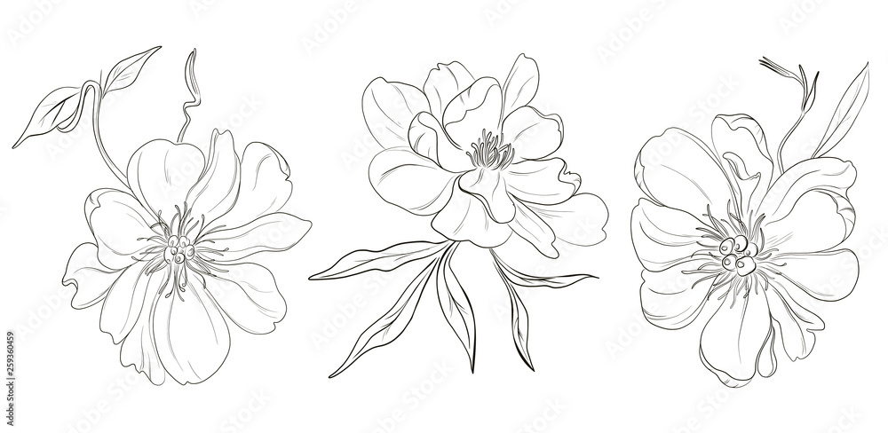 Vector hand-drawn black white peony flowers drawings. Beautiful monochrome abstract flower illustration. Hand drawn floral sketch art.