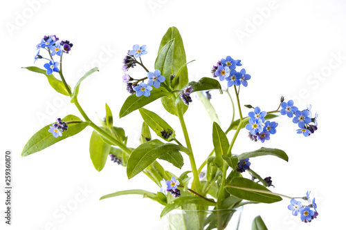 Myosotis