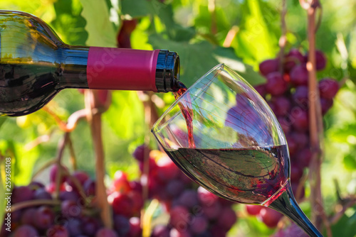 Pouring red wine into the glass outdoors with grapes in background