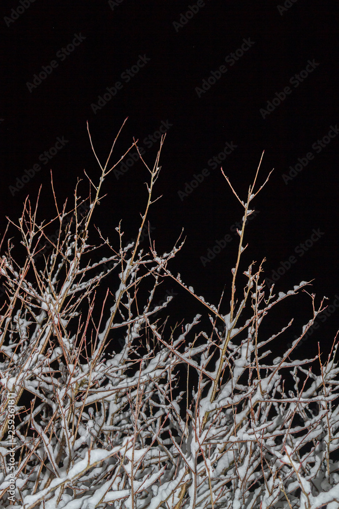 Wood Bush in the winter night in the snow Wood Bush in the winter night in the snow