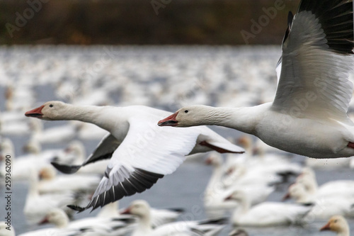 oie des neiges, migration Victoriaville, Réservoir Beaudet, Québec Canada snow goose