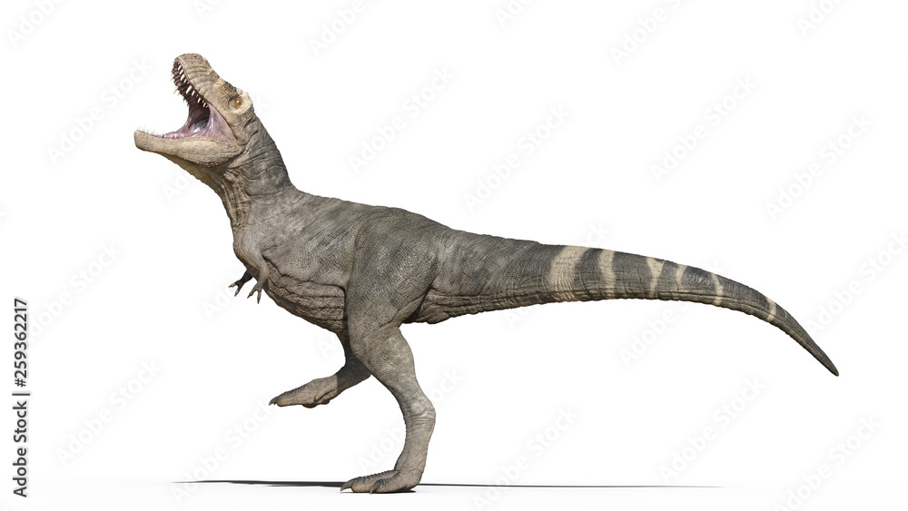 T-Rex Dinosaur, Tyrannosaurus Rex reptile, prehistoric Jurassic animal stomping on white background, 3D illustration T-Rex Dinosaur, Tyrannosaurus Rex reptile, prehistoric Jurassic animal stomping on white background, 3D illustration