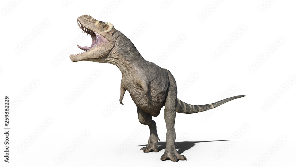 T-Rex Dinosaur, Tyrannosaurus Rex reptile roars, prehistoric Jurassic animal isolated on white background, 3D illustration T-Rex Dinosaur, Tyrannosaurus Rex reptile roars, prehistoric Jurassic animal isolated on white background, 3D illustration