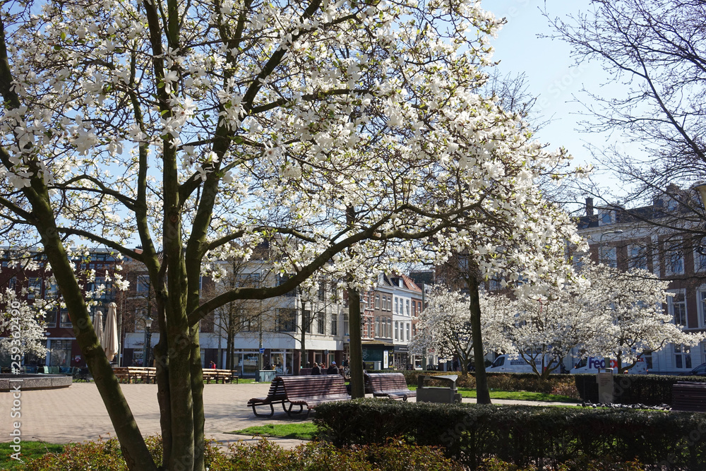 Netherlands; Japanese Cherry blossom in The Hague