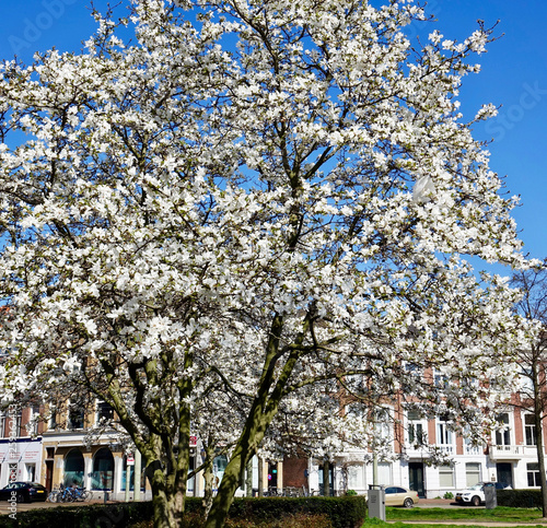 Netherlands; Japanese Ccherry blossom in The Hague