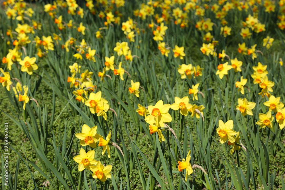Bright yellow daffodils, narcissus field Bright yellow daffodils, narcissus field