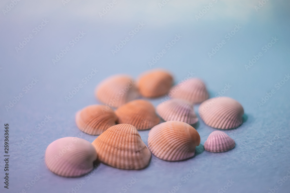 Close-up of seashells on a blue gray background with a shallow depth of field