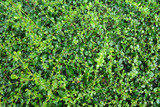 Green leaves texture background. Green plant background.