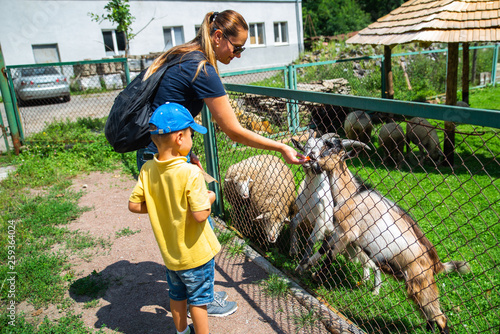 little boy with mother feeding goats in contact zoo