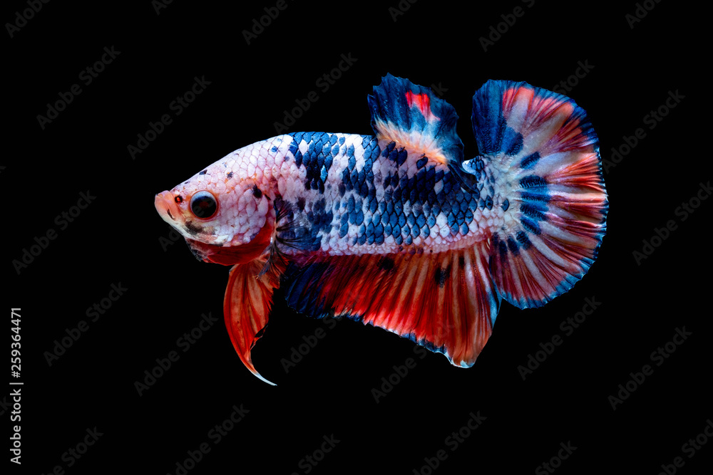 Betta fish Fight in the aquarium Betta fish Fight in the aquarium
