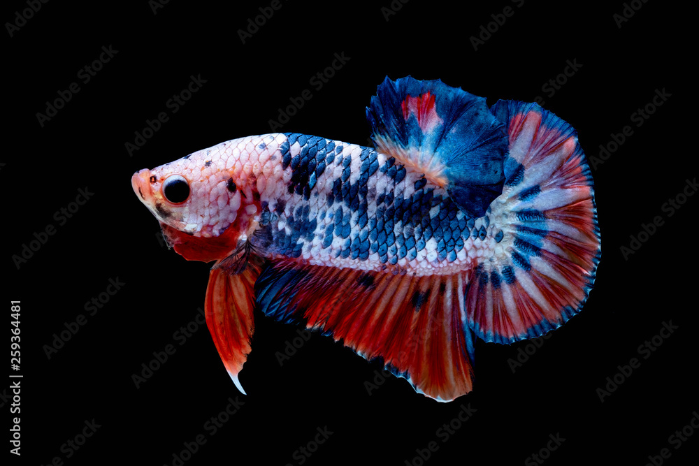 Betta fish Fight in the aquarium Betta fish Fight in the aquarium