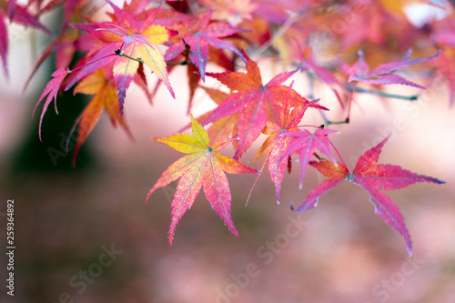 秋の金沢 紅葉の兼六園