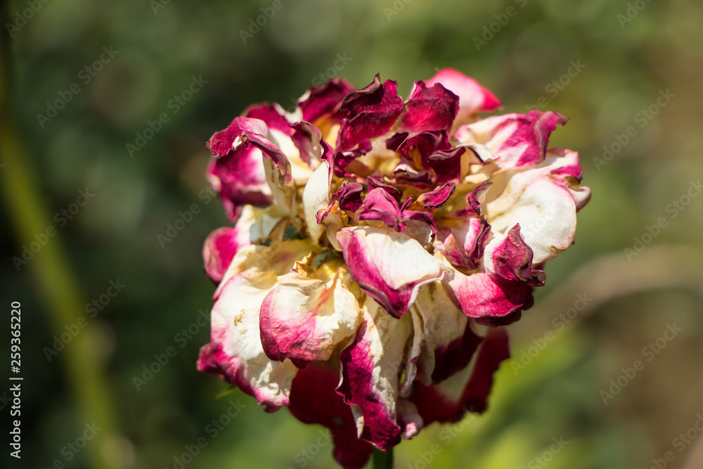 dry Pink rose flower with green leaf dry Pink rose flower with green leaf