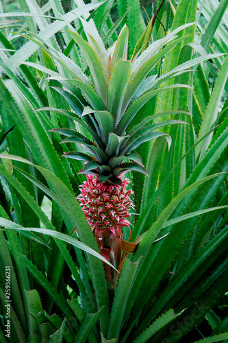 Shot of one bush of exotic pineapple fruit growing on a plantation in the Seychelles