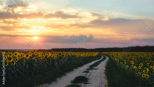 Fototapeta Naklejka Na Ścianę i Meble -  Field of blooming sunflowers, along which the road on a background sunset in Ukraine