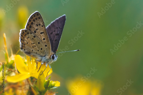 Wallpaper Mural Сommon blue butterfly (Lycaenidae) on the yellow flower with green background  Torontodigital.ca