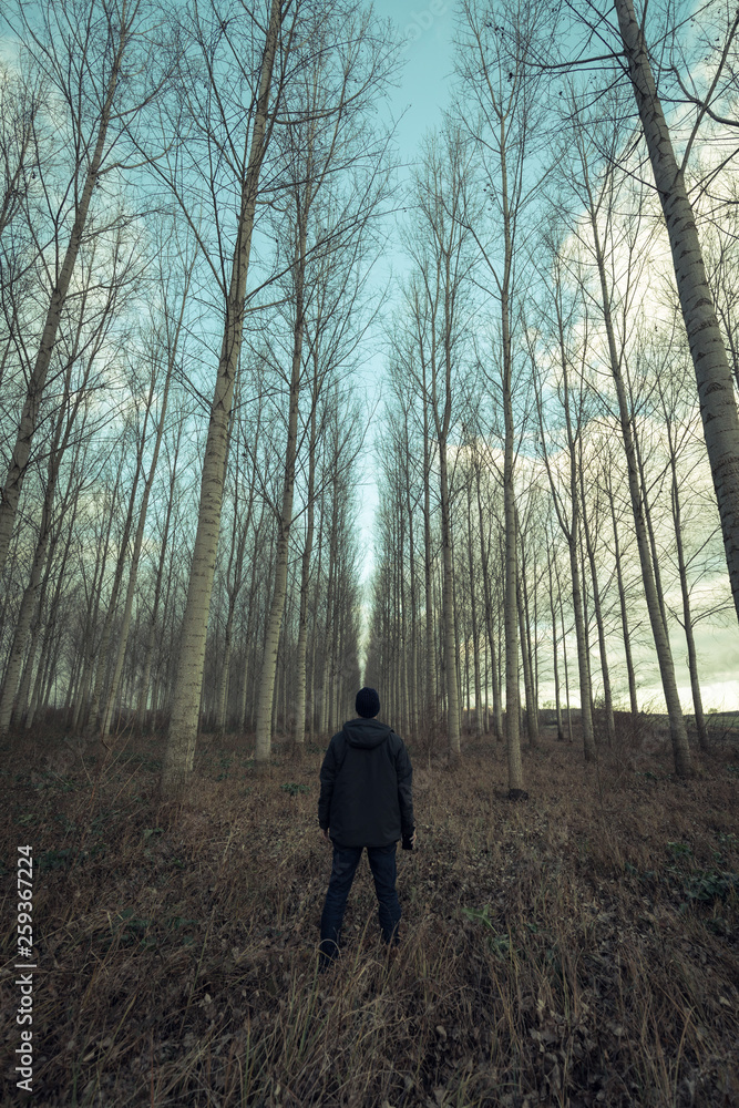 homme seul au milieu d'une rangée d'arbre homme seul au milieu d'une rangée d'arbre