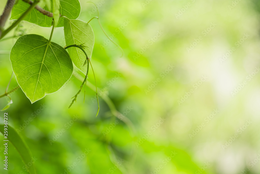 Beautiful branch and leaf with yellow sunlight on greenery blurred background in morning time.Freshness concept use for decorative wallpaper and template of website magazine. -Image. Beautiful branch and leaf with yellow sunlight on greenery blurred background in morning time.Freshness concept use for decorative wallpaper and template of website magazine. -Image.