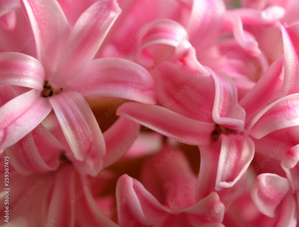 Delicate pink flowers hyacinths closeup. Floral texture background
