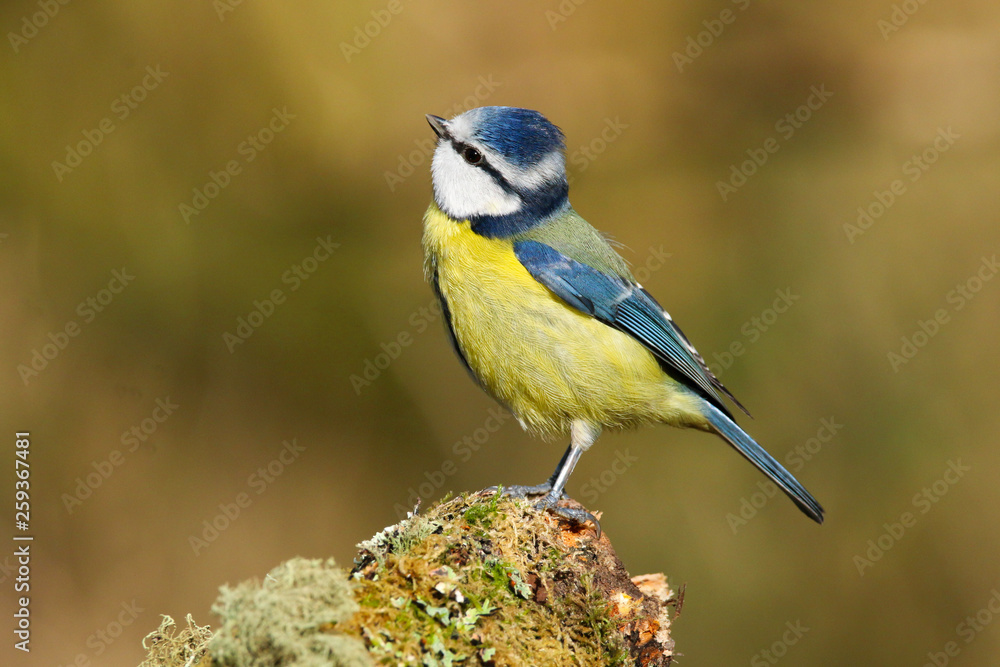 A beautiful blue tit (Cyanistes caeruleus) perched on a mossy log in Forest Farm Nature Reserve, Cardiff, South Wales, UK A beautiful blue tit (Cyanistes caeruleus) perched on a mossy log in Forest Farm Nature Reserve, Cardiff, South Wales, UK