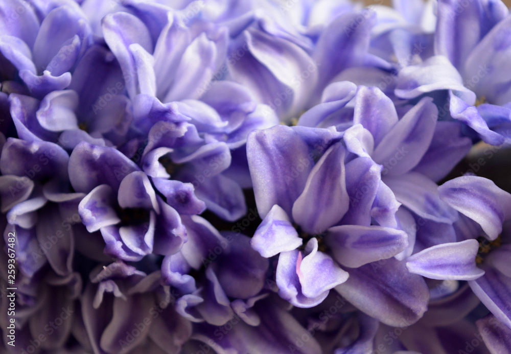 Delicate blue flowers hyacinths closeup. Floral texture background