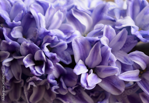 Delicate blue flowers hyacinths closeup. Floral texture background © alex2016