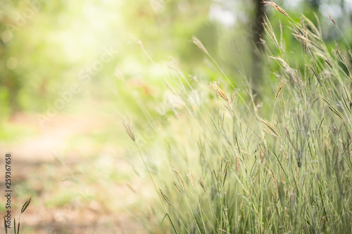 Close up beautiful view of nature green grass on blurred greenery tree background with sunlight in public garden park. It is landscape ecology and copy space for wallpaper and backdrop.