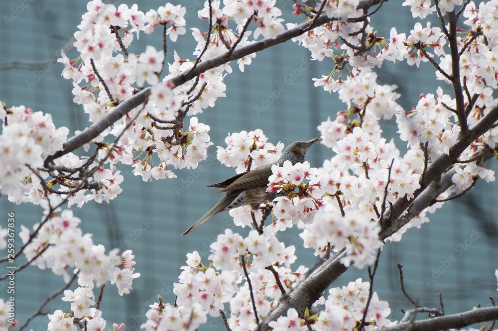 桜の花に集るヒヨドリ