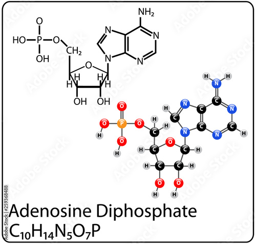 Adenosine Monophosphate Molecule Structure
