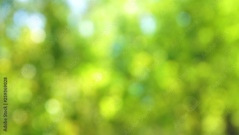 Blurry green nature bokeh background. Out of focus fresh foliage of trees isolated on blue sky. Real time full hd video footage. Blurry green nature bokeh background. Out of focus fresh foliage of trees isolated on blue sky. Real time full hd video footage.
