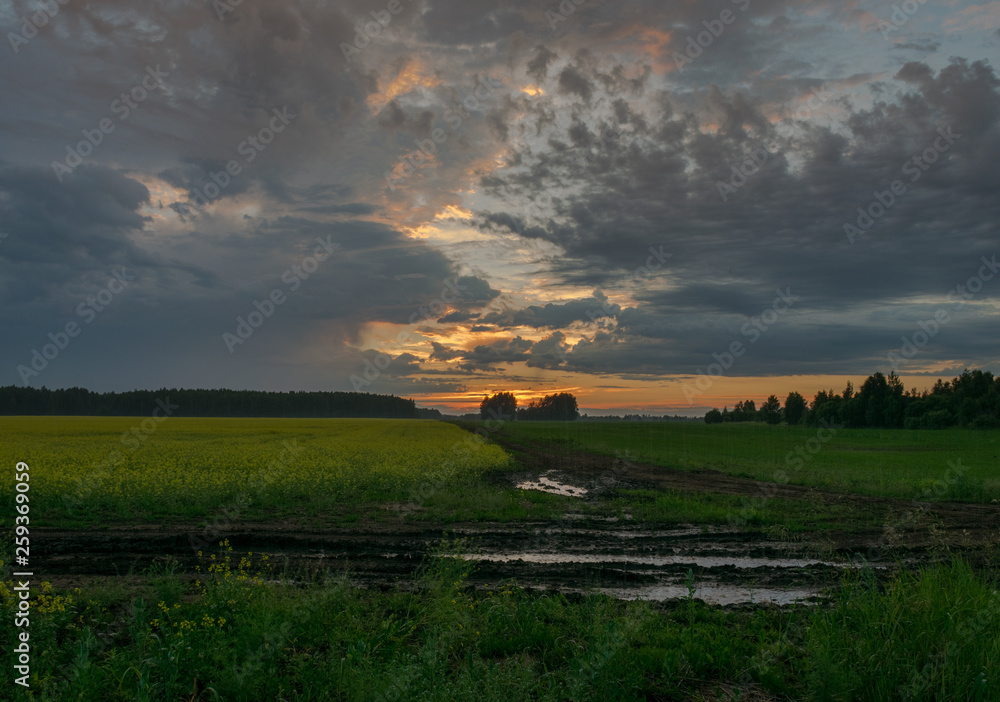 Fototapeta premium summer field sunset