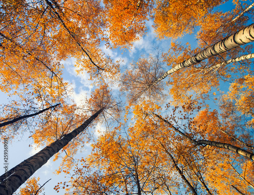 natural background bottom view of the crowns and tops of birch trees with bri...