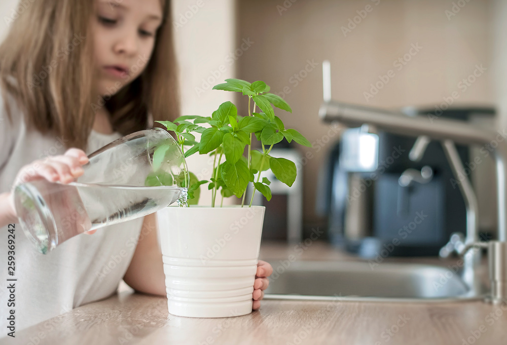Little girl is holding a transparent glass with water and watering plant Basil (Ocimum Basilicum). Caring for a new life. Hand nurturing young baby plants growing on fertile soil. Gardening concept Little girl is holding a transparent glass with water and watering plant Basil (Ocimum Basilicum). Caring for a new life. Hand nurturing young baby plants growing on fertile soil. Gardening concept