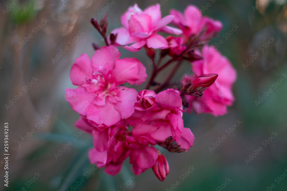 Beautiful pink flower with blurred background Beautiful pink flower with blurred background
