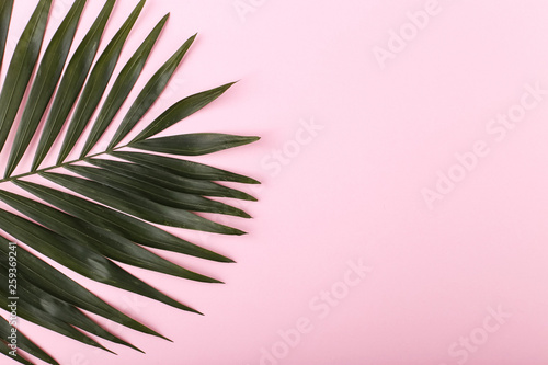 Palm leaves on colored paper. Summer mood, tropical background, blank.