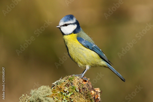 A beautiful blue tit (Cyanistes caeruleus) perched on a mossy log in Forest Farm Nature Reserve, Cardiff, South Wales, UK