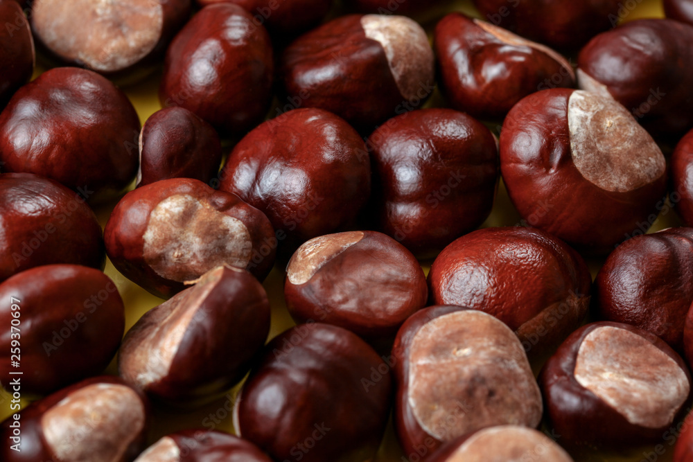 Pile of peeled shiny horse chestnuts Pile of peeled shiny horse chestnuts