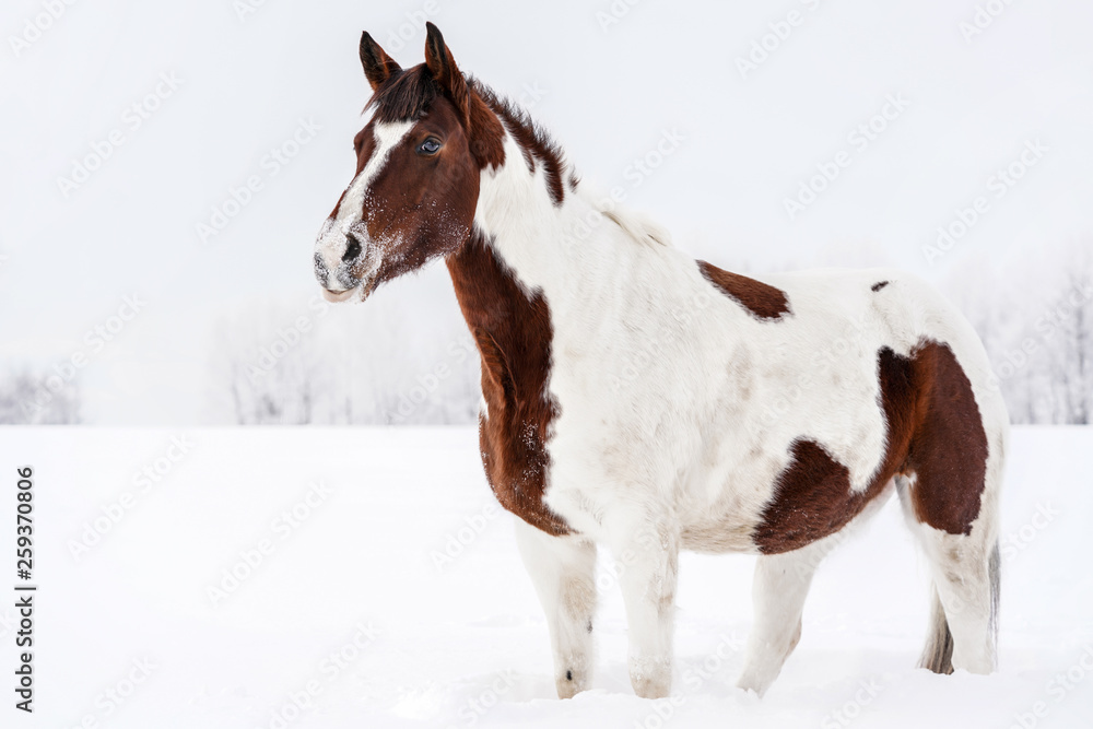 Obraz premium Brown and white horse standing in winter, her face covered with snow from playing on the ground, overcast sky and trees background.