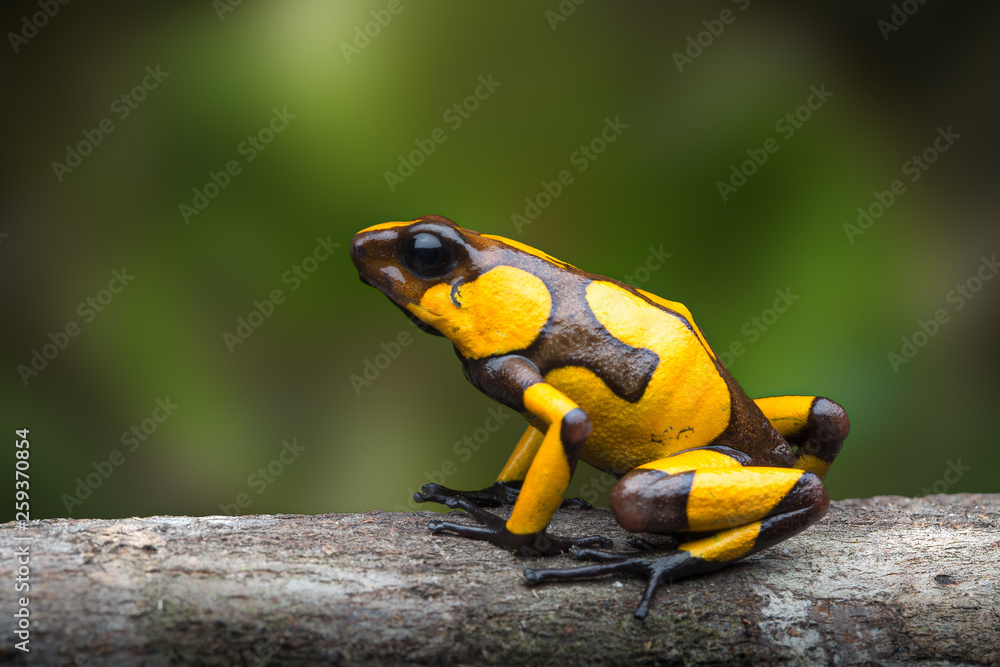Obraz premium harlequin poison dart frog,Oophaga histrionica. A poisonous animal from the jungle of Colombia. Rain forest amphibian with warning colors