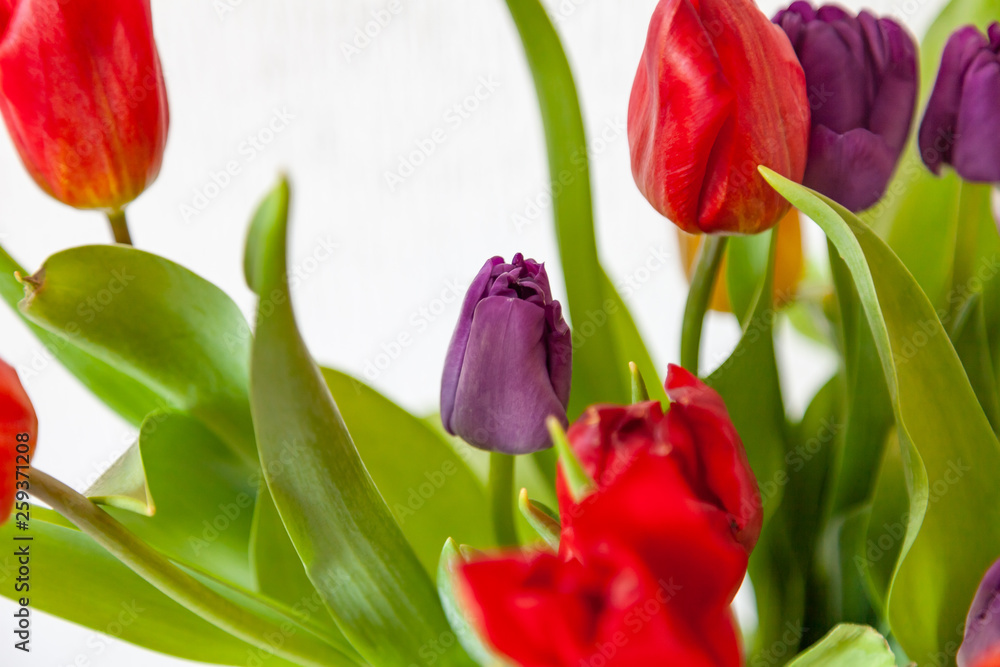 Fototapeta premium A bouquet of tulips close-up view of red and purple with green leaves on a white background. Large flower buds.
