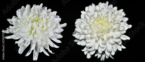 Two white chrysanthemum flowers close up, on black background isolated