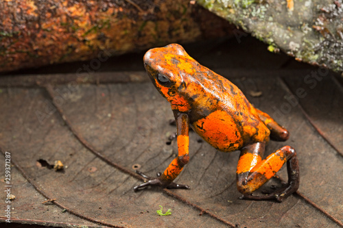 Poison dart frog, Oophaga histrionica. A small poisonous animal from the rain forest of Colombia.