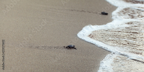 Baby turtle finding its way to the sea, detail on wet beach sand