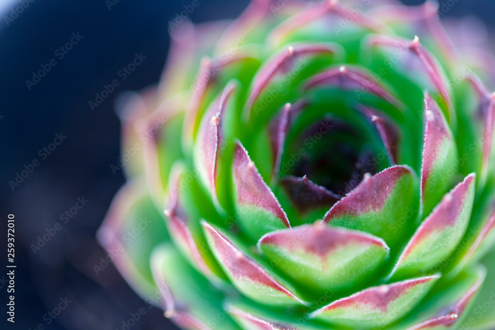 common houseleek, close up common houseleek, close up