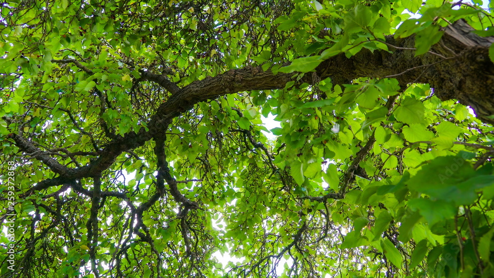 Fototapeta premium 12557_Closer_look_of_the_branch_of_the_big_tree.jpg