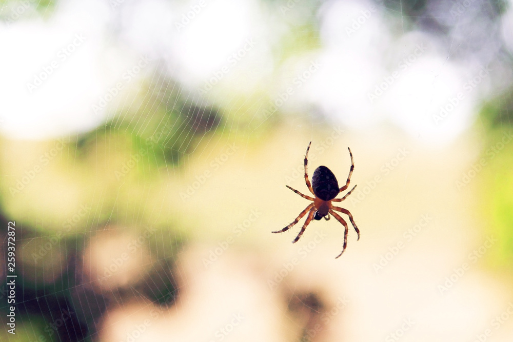 Fototapeta premium Lonely predatory spider on real web on background of nature in summer