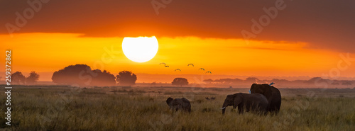 Canvas Print Elephants at sunrise in Amboseli, Horizonal Banner